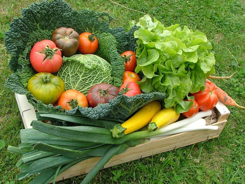 Jardin potager collectif en ville